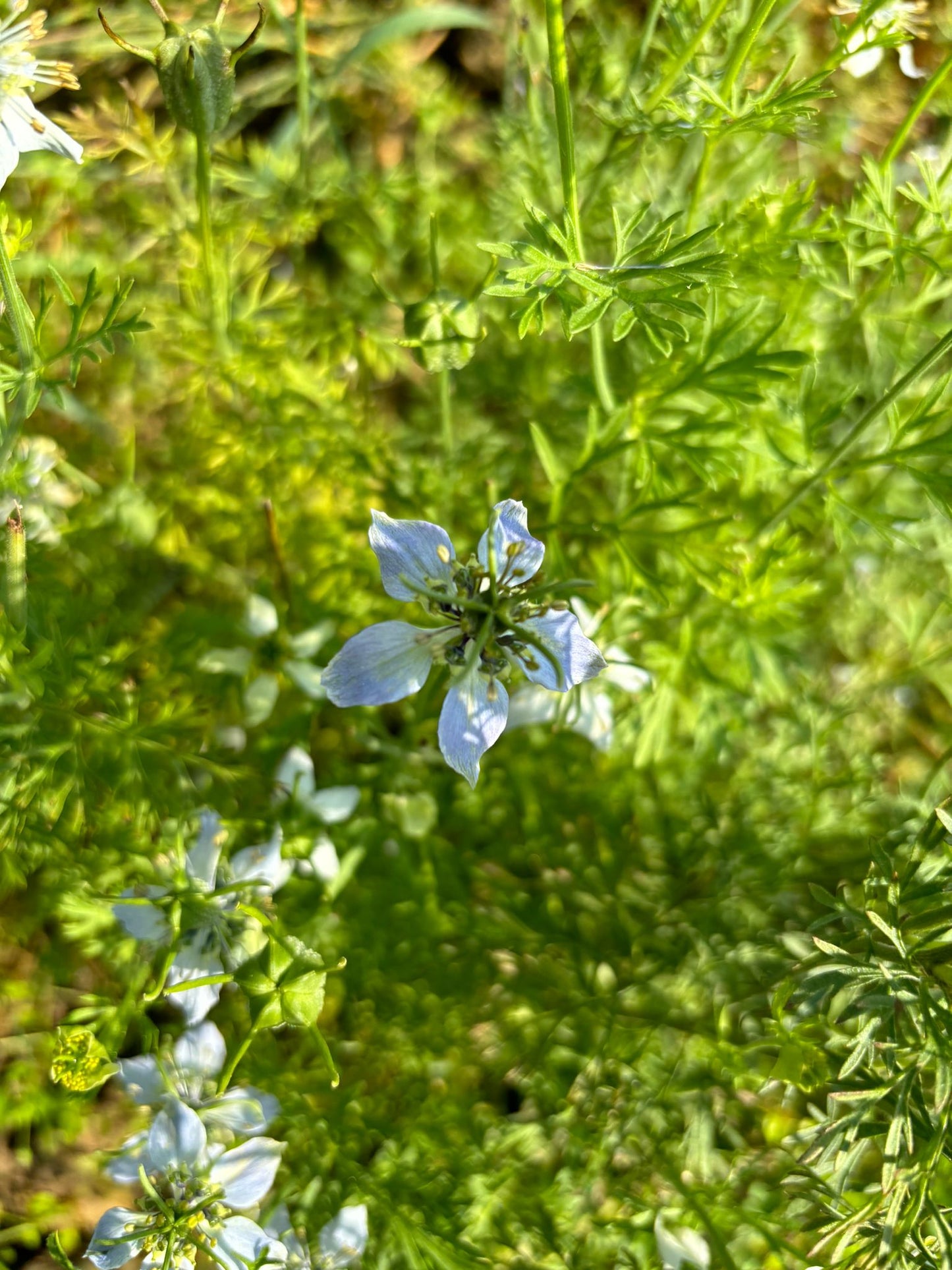 Schwarzkümmel Blüte Aug.2024