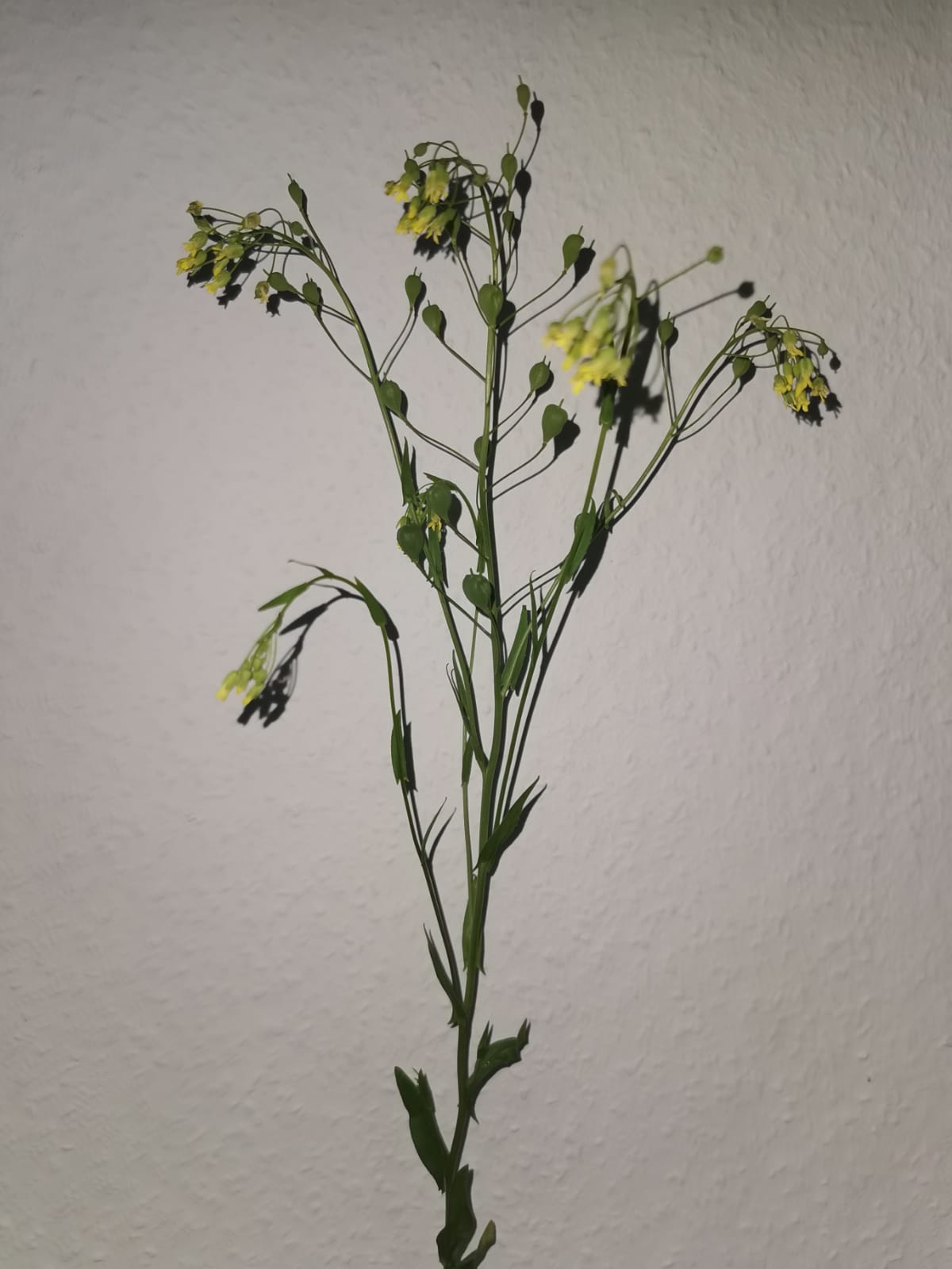 Leindotteröl