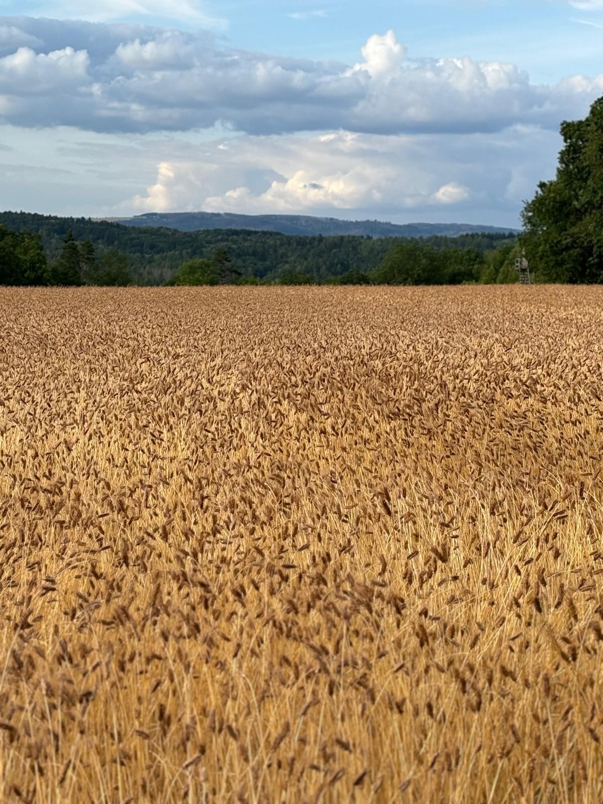 Binkel feld