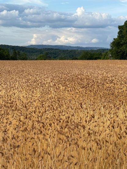 Binkel feld