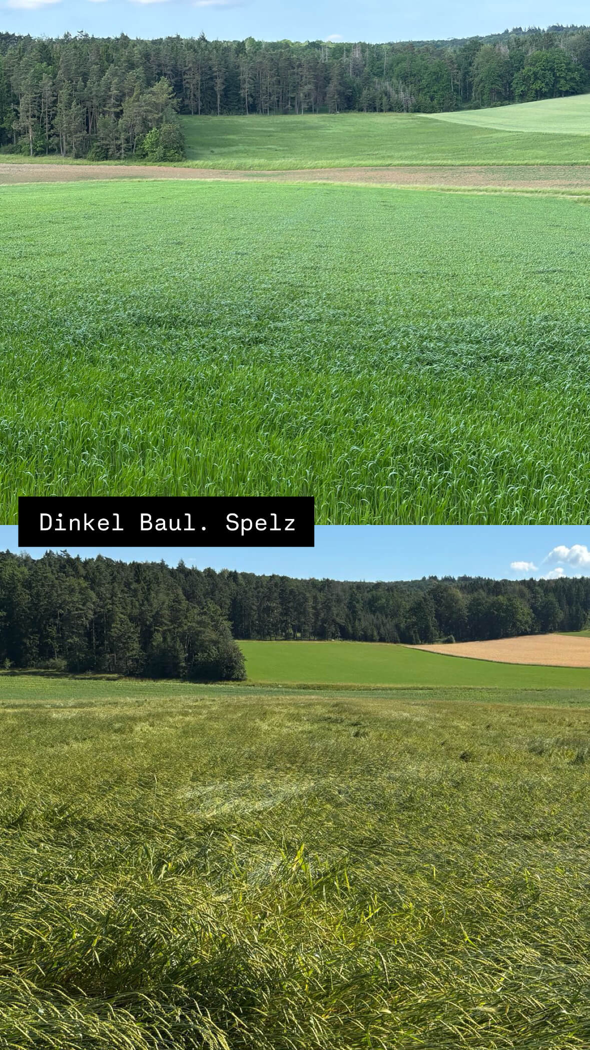 Die Schattenseiten eines Gewitters – Fluch und Segen zugleich 🌩️🌾