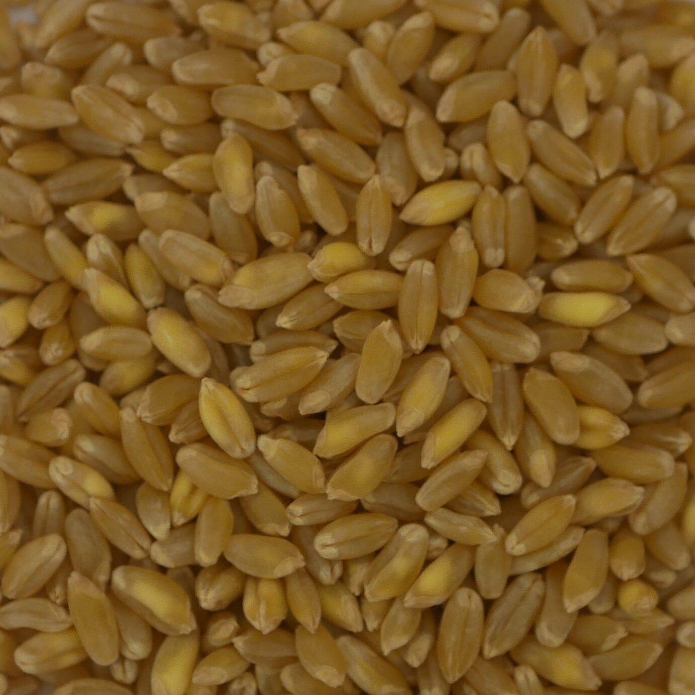 Durum Nahaufnahme