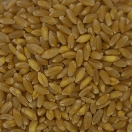 Durum Nahaufnahme