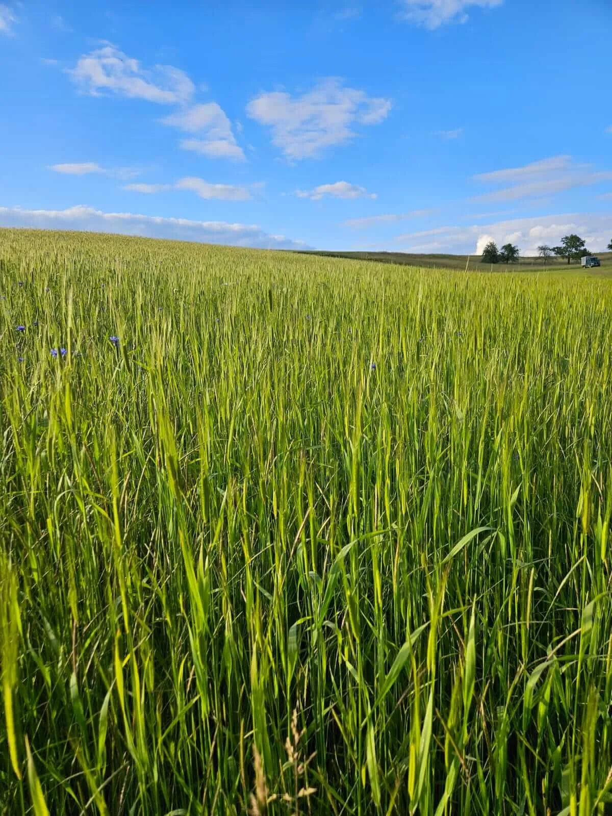 Einkorn 