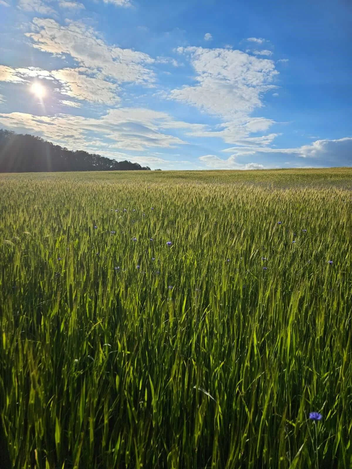 Einkorn 