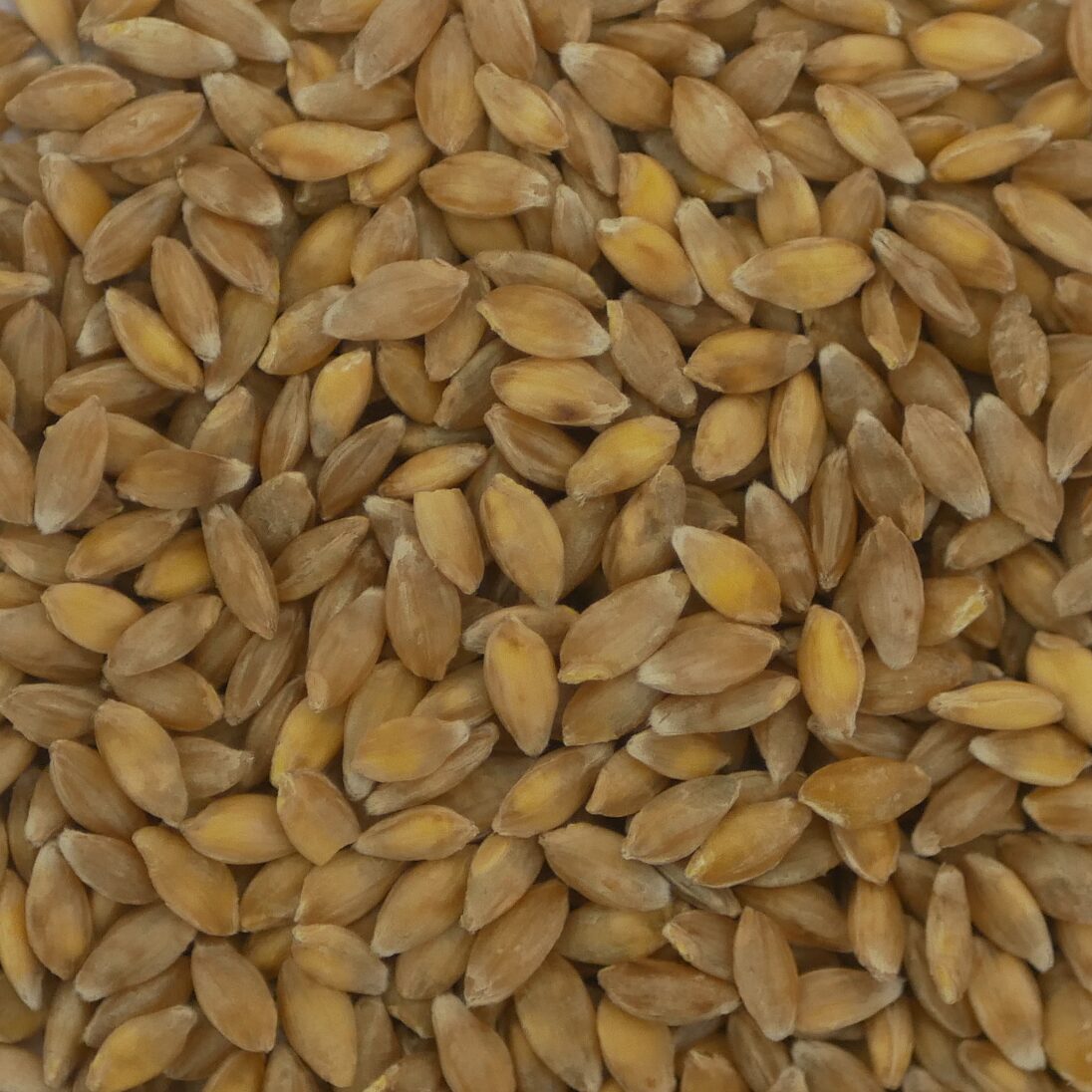 Einkorn Nah neu