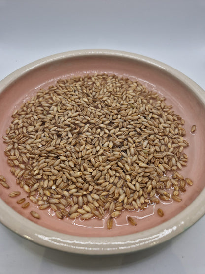 Gerstengras 1