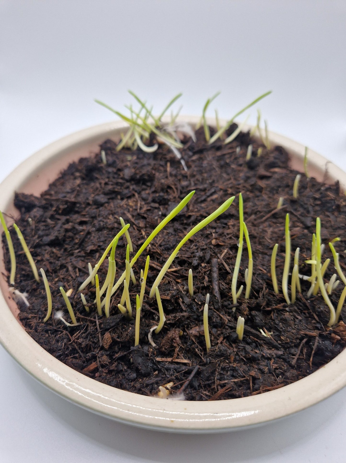 Gerstengras 4