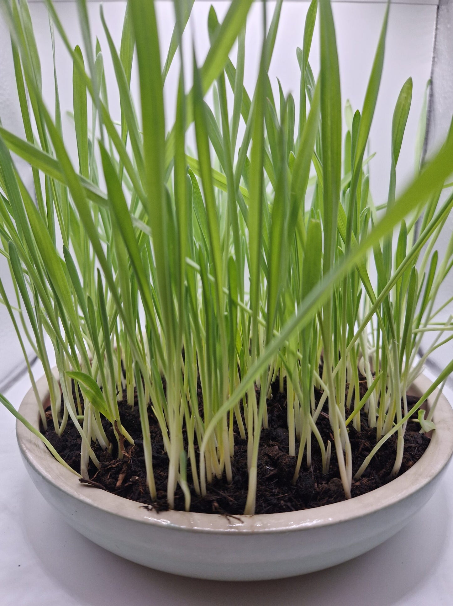 Gerstengras 5