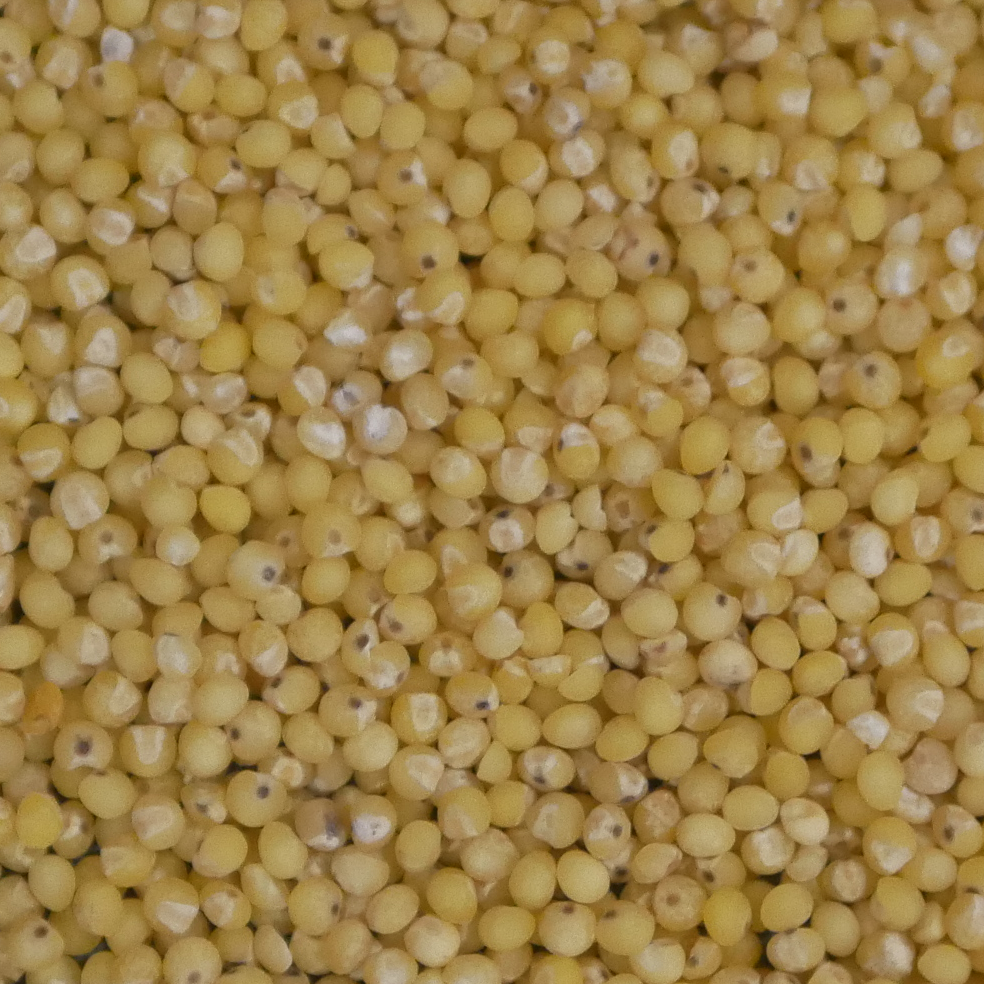 Goldhirse