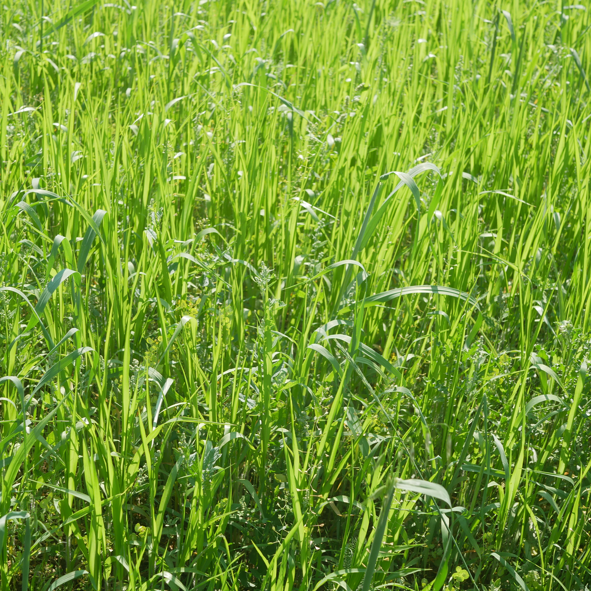 Goldhirse