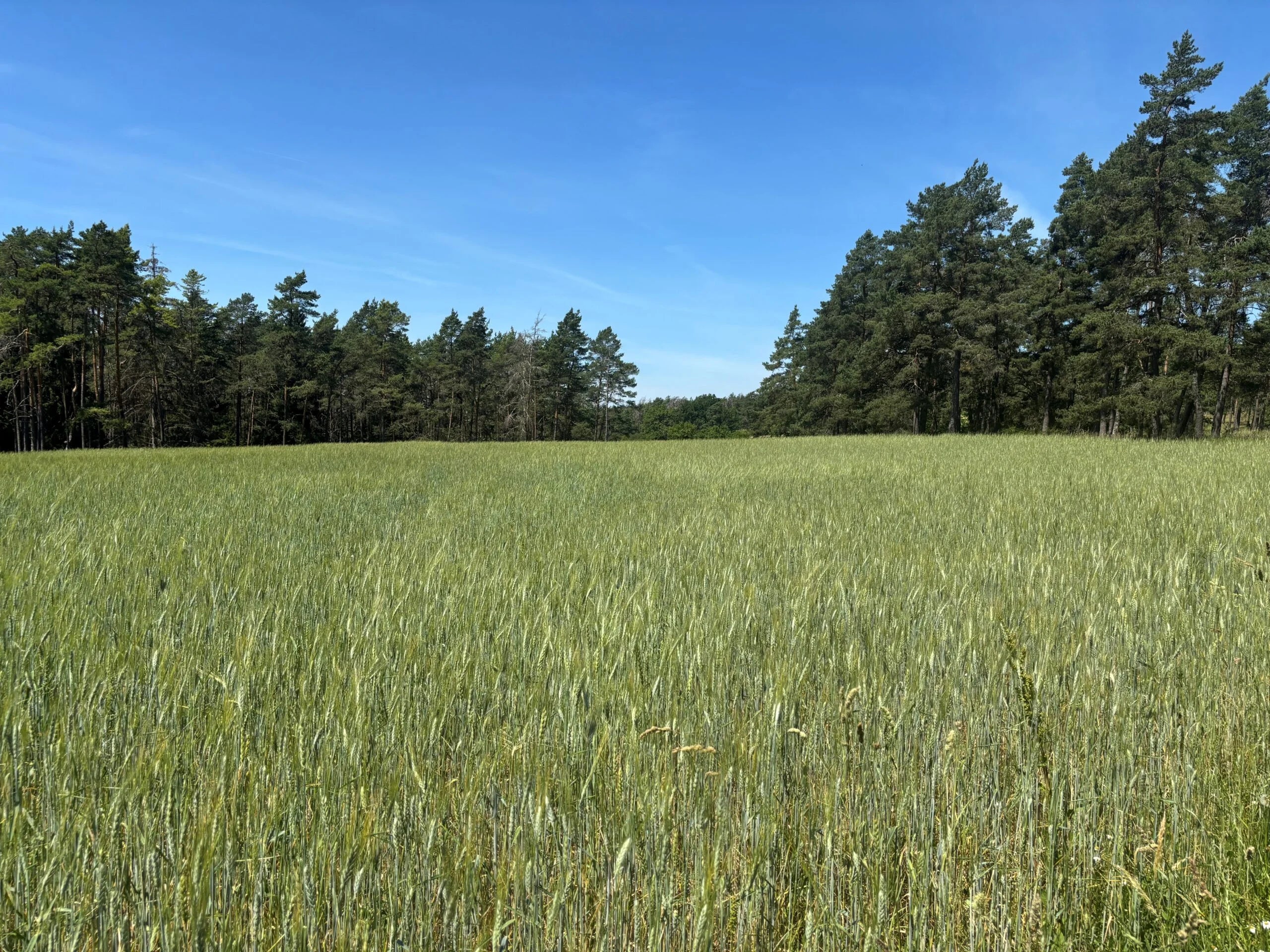 Ein kleiner Einblick auf unser Khorasan (Kamut) Feld 🙂