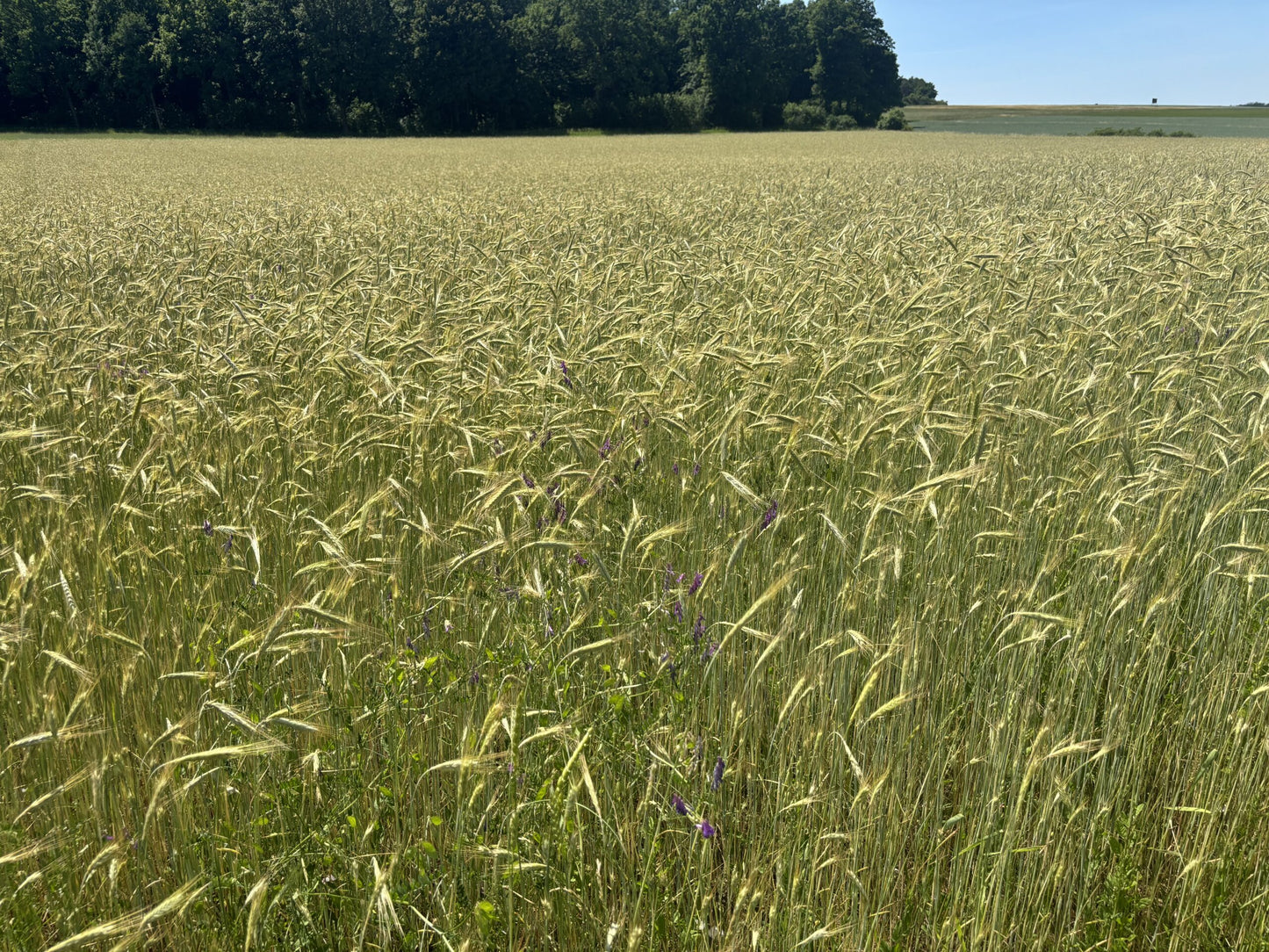 LKR Feld 6-25