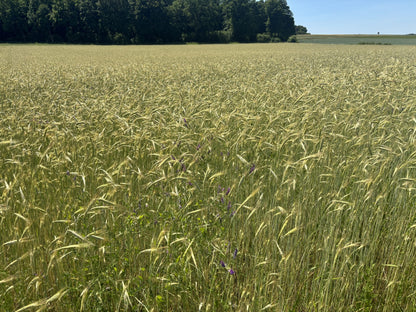LKR Feld 6-25