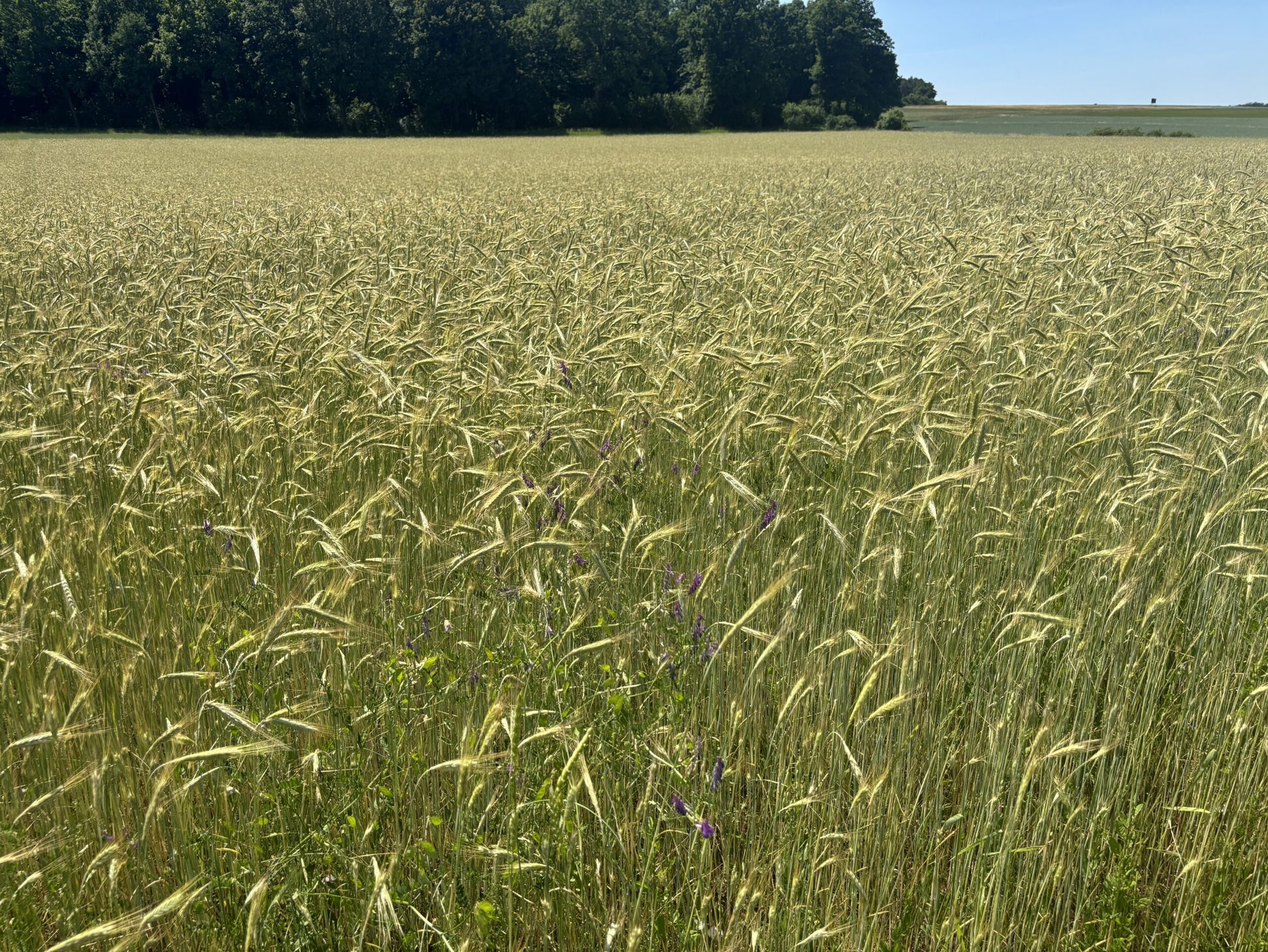 LKR Feld 6-25
