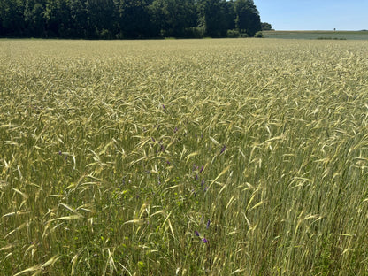 Vollkornnudeln Lichtkornroggen -vegan- (Hörnle)