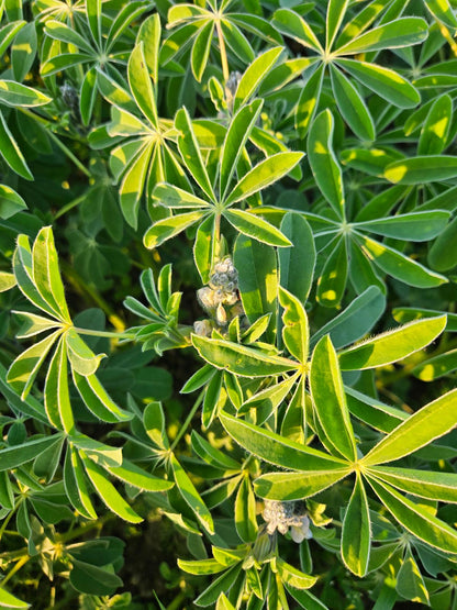 Lupinen 1