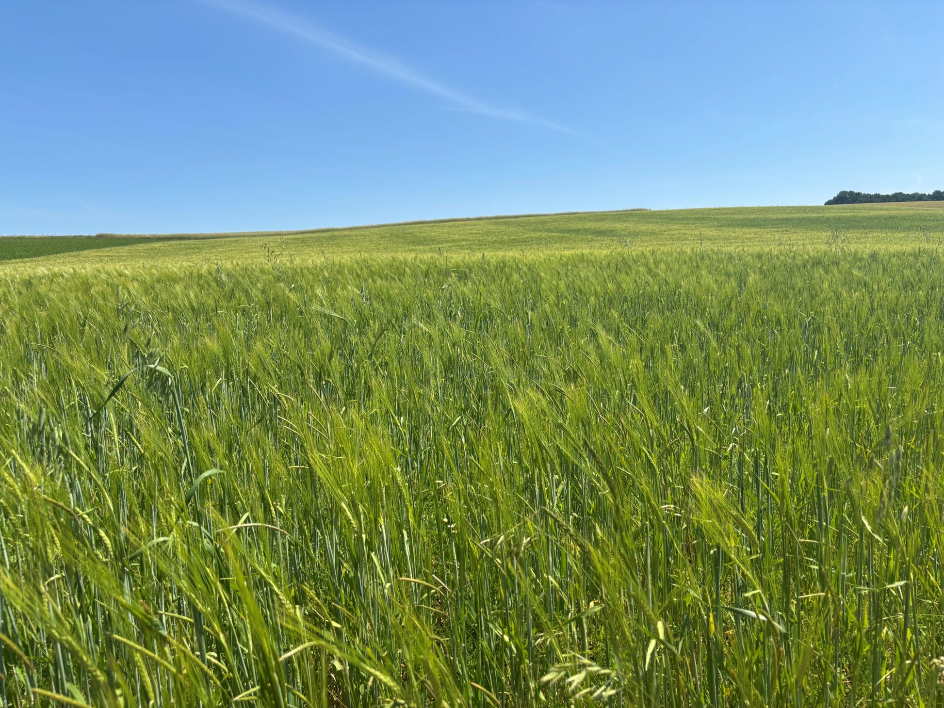 NG Feld 6-25