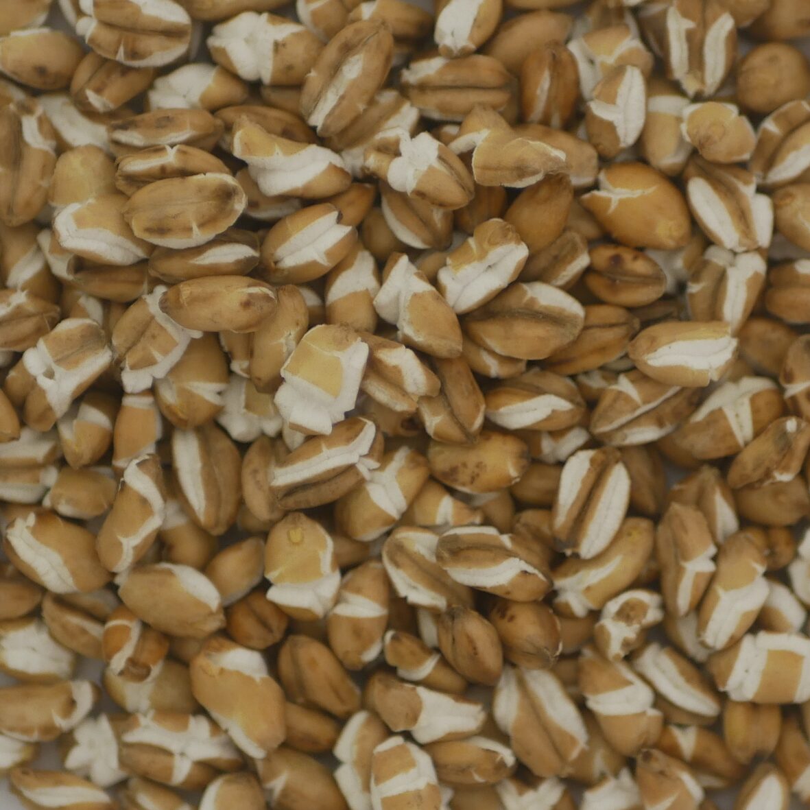NG Gepufft 09-25