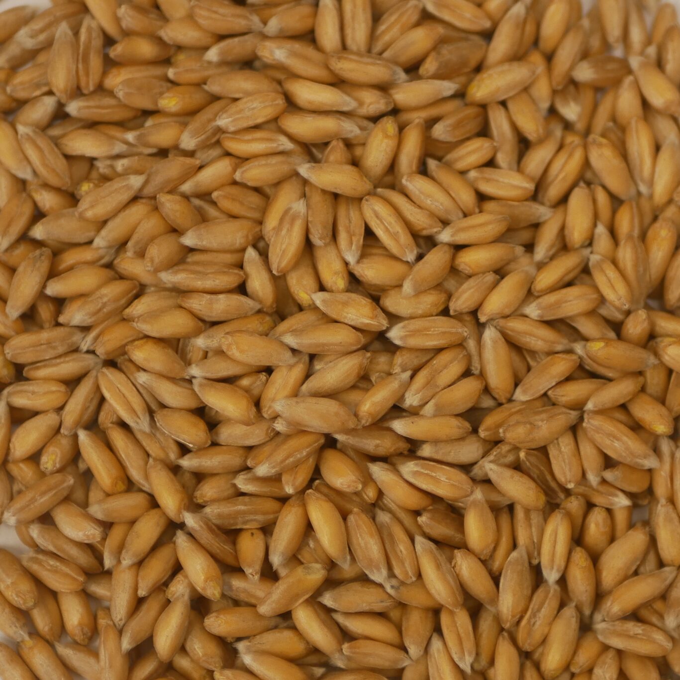 Oberkulmer RK Dinkel.png 2