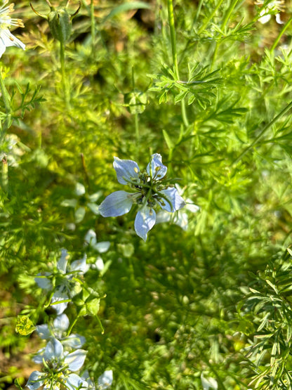 Schwarzkümmel Blüte Aug.2024