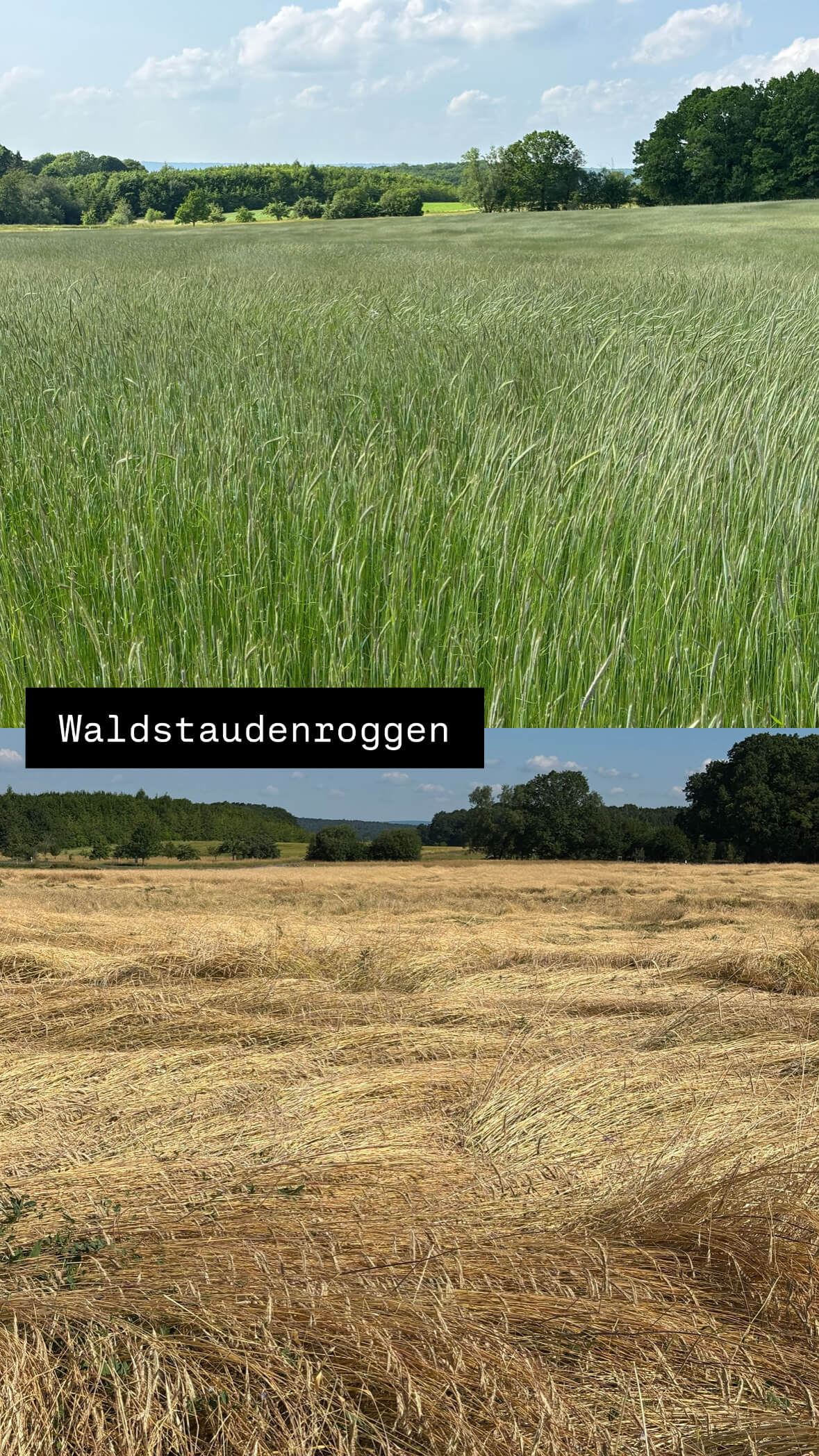 Die Schattenseiten eines Gewitters – Fluch und Segen zugleich 🌩️🌾