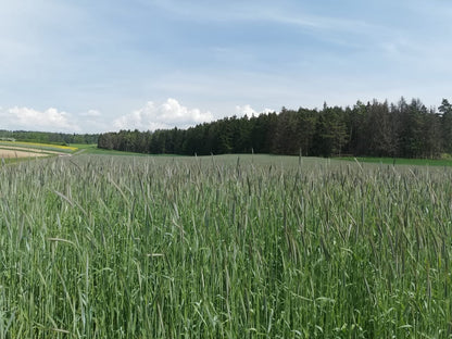 Champagner Ur-Roggen Vollkornflocken Natur