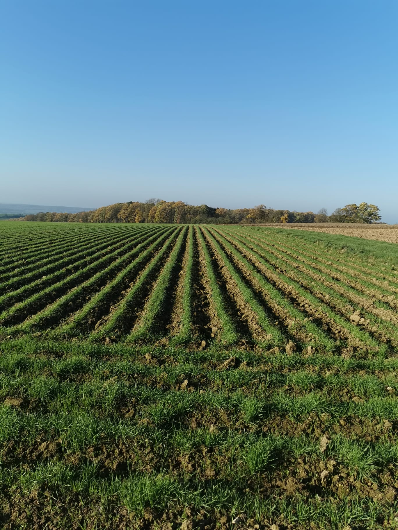 durum-14.11.22