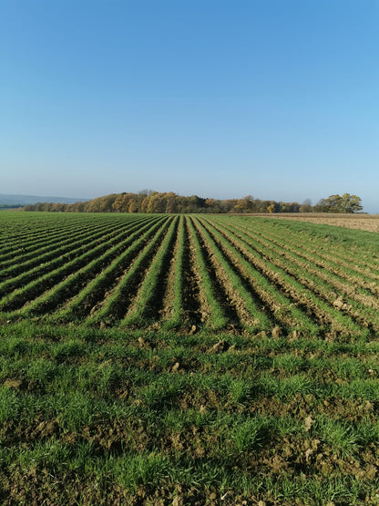 durum-14.11.22