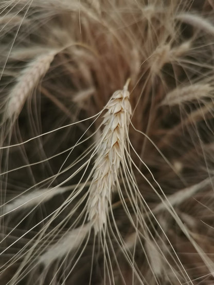 durum-juli-2023-2