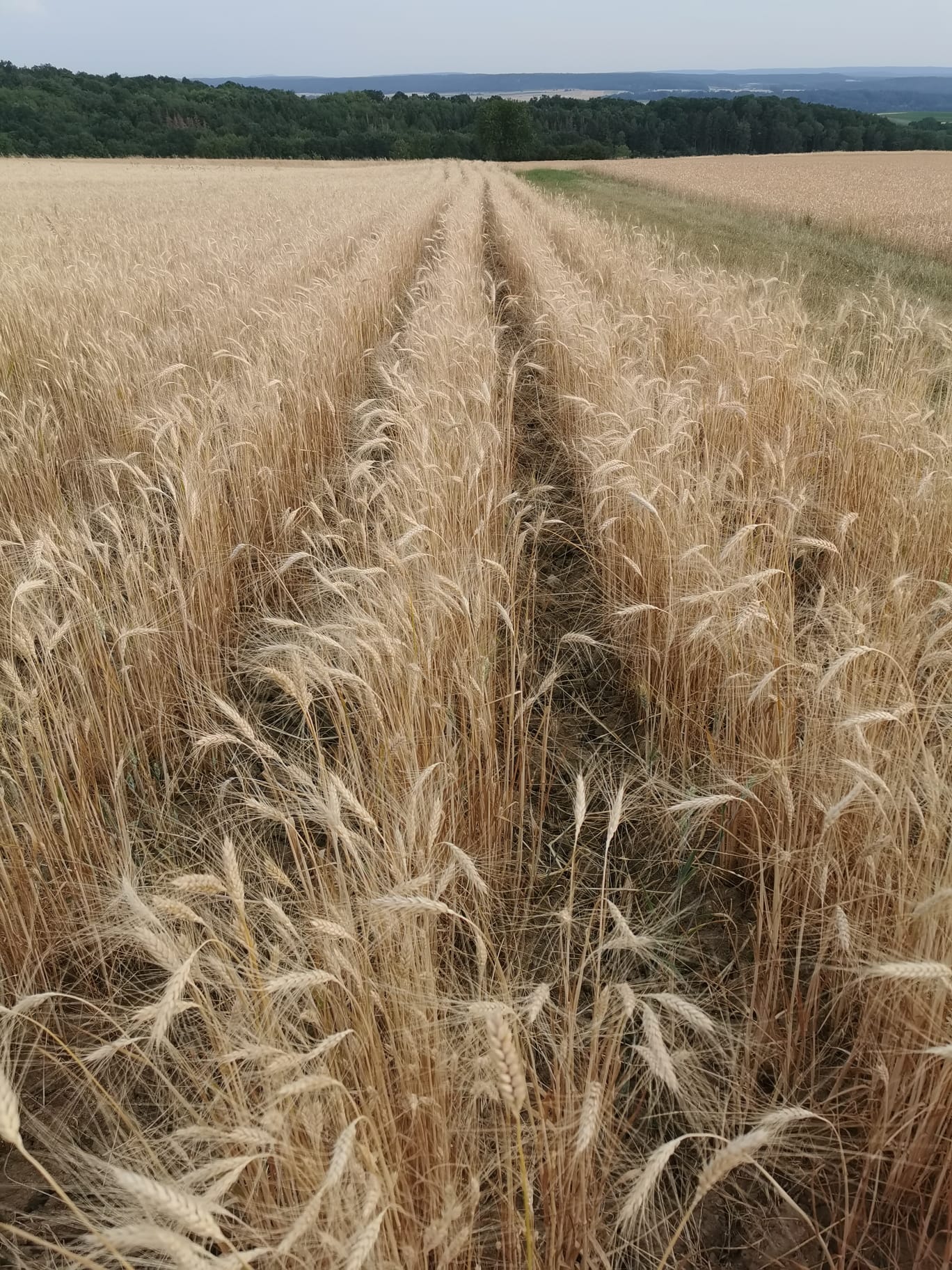 durum-juli-2023