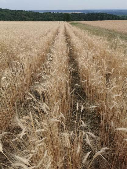 durum-juli-2023