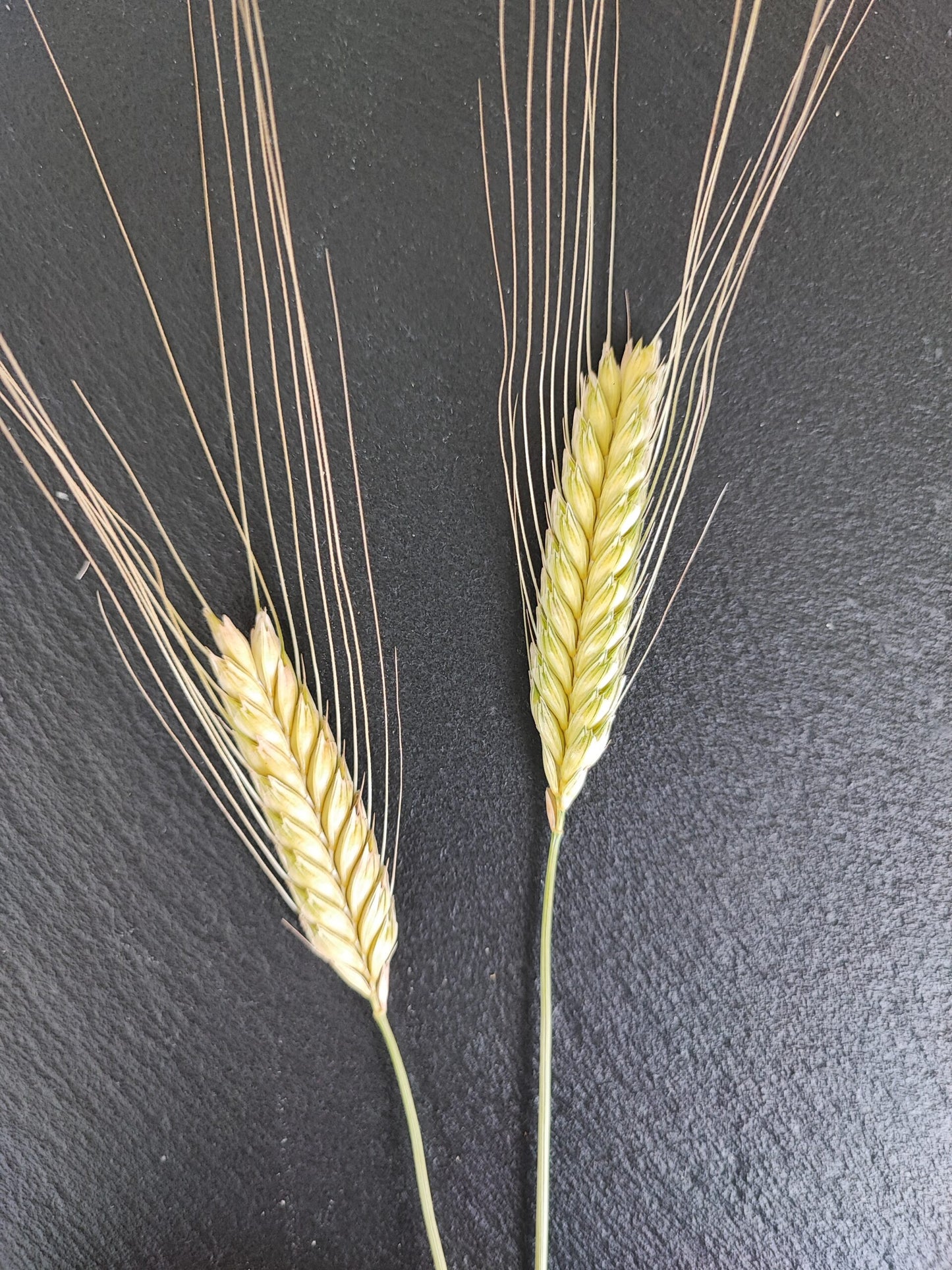 einkorn-aehre