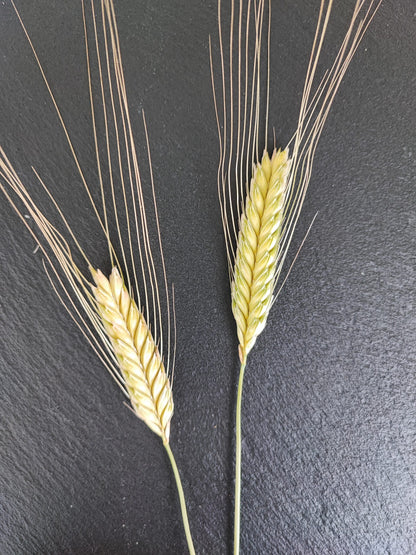 einkorn-aehre