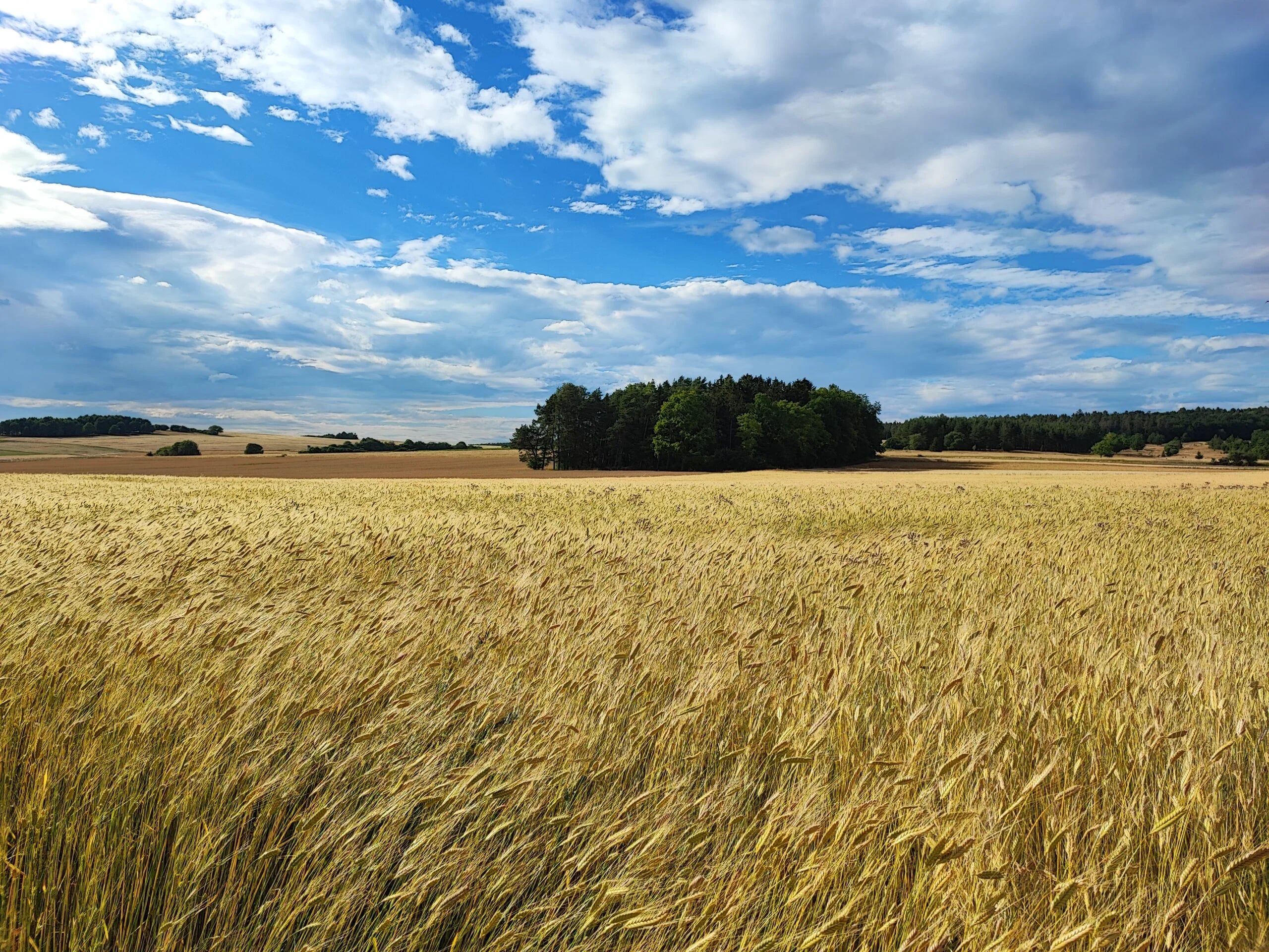 weißes Einkorn
