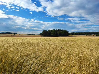 einkorn-feld