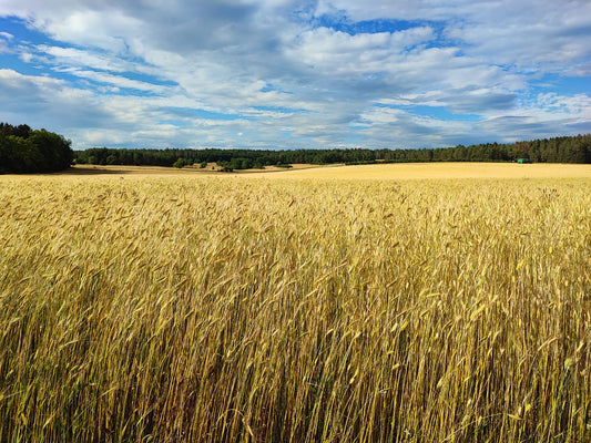 Weißes Ur-Einkorn