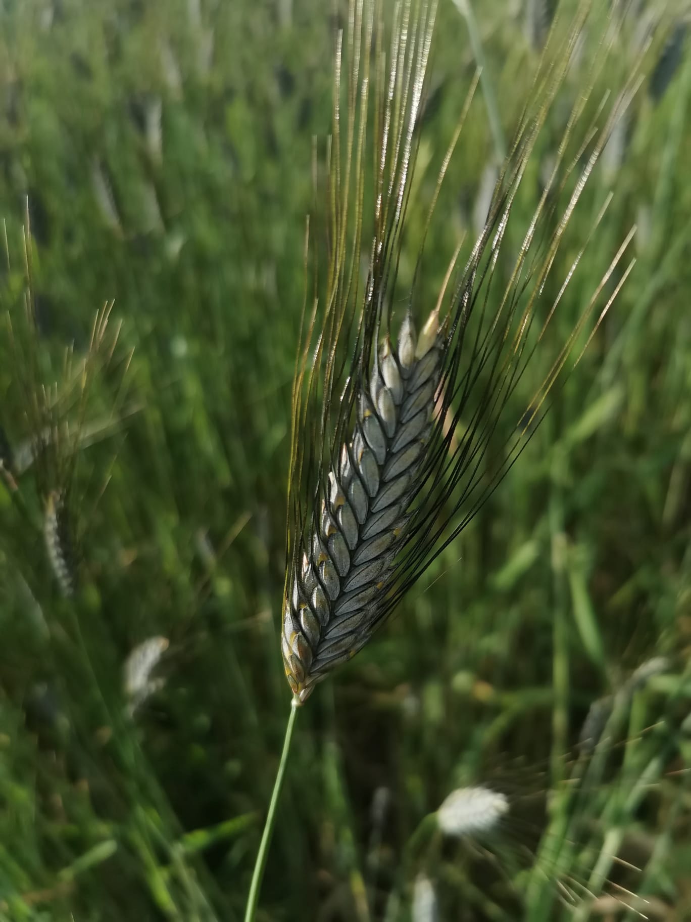 emmer-aehre27.06.22