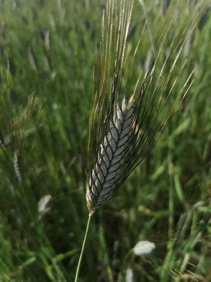 emmer-aehre27.06.22
