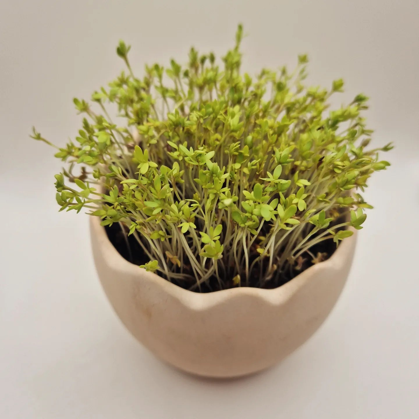 Gartenkresse