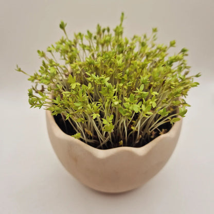 Gartenkresse