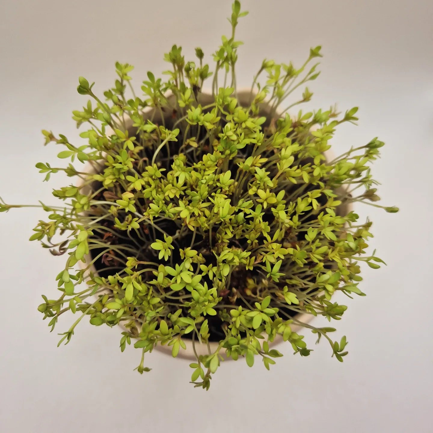 Gartenkresse