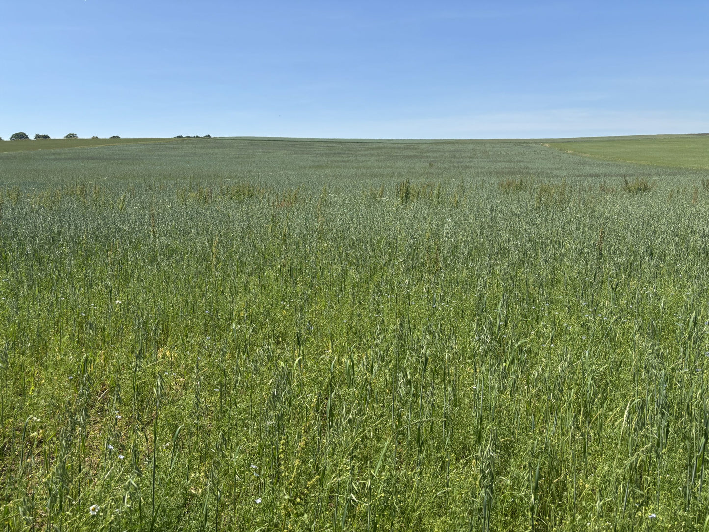 grüne Linsen+ braue Leinsaar Feld 6-25