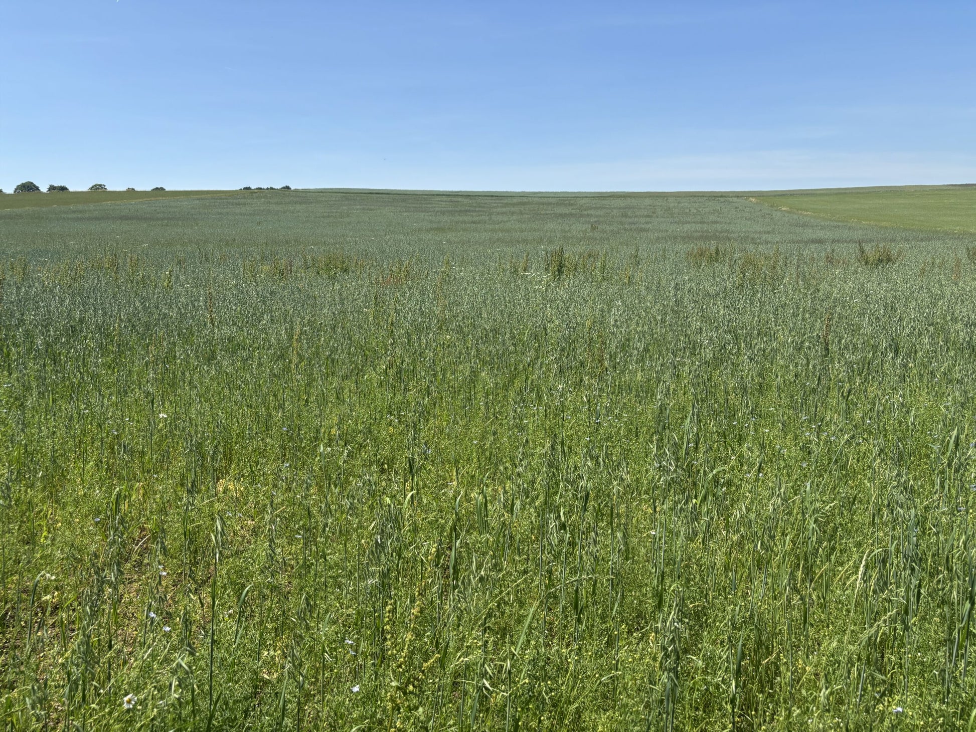 grüne Linsen+ braue Leinsaar Feld 6-25