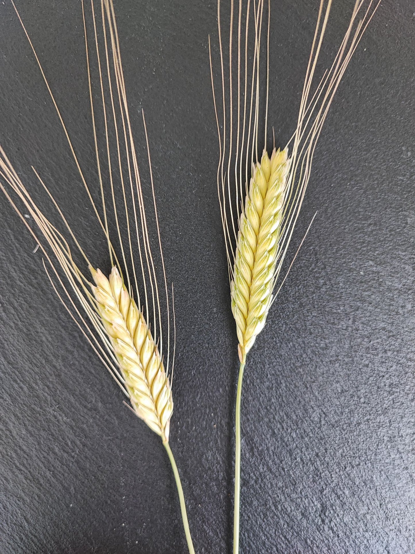 Weißes Ur-Einkorn