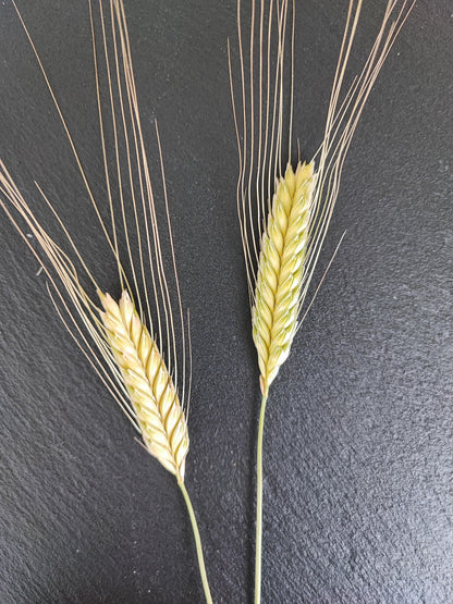 Weißes Ur-Einkorn