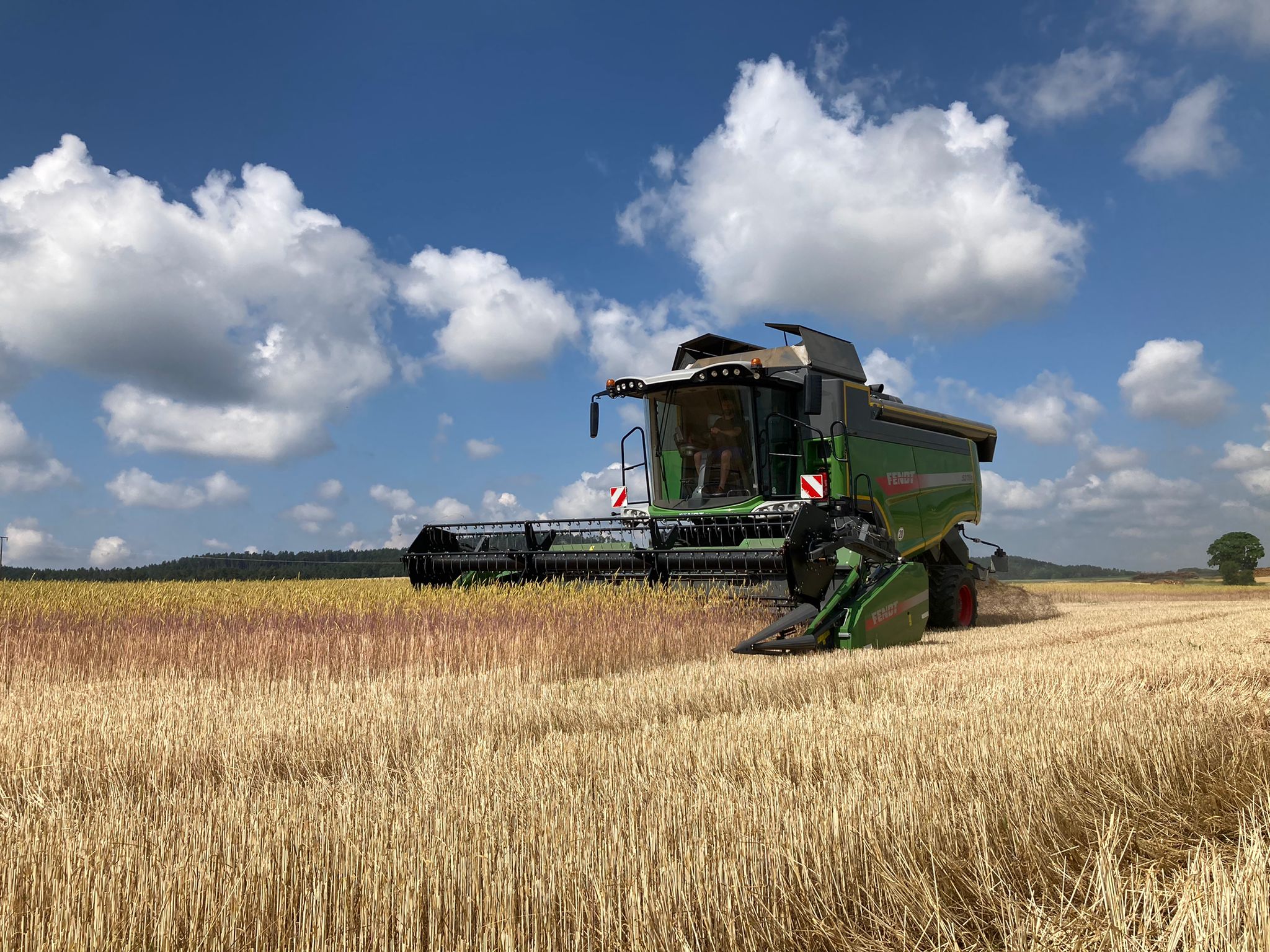Die Grünkern Ernte hat begonnen 