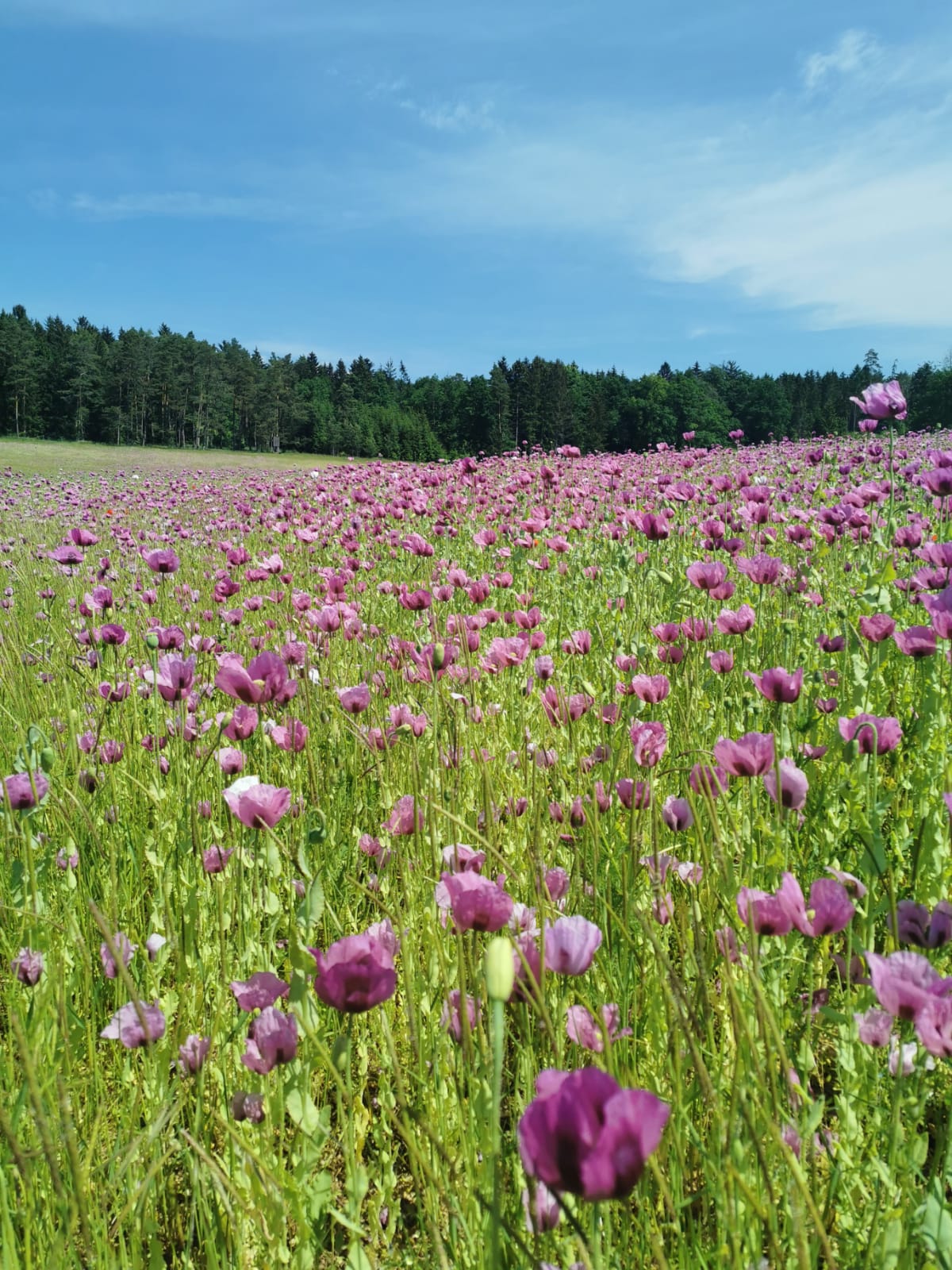 Ein wunderschöner Anblick – unser Mohn während der Blütezeit