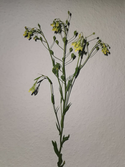 Leindotteröl