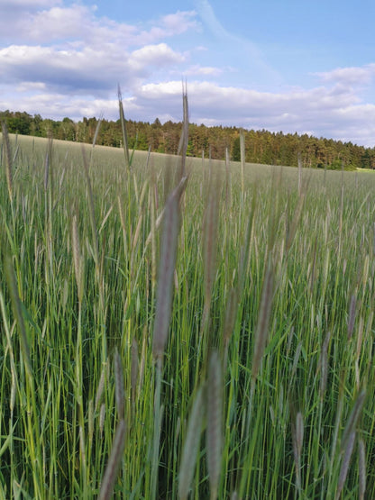 Ur-Roggen (Waldstaudenroggen)